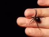 ویدیو  -  مشاهده گونه مشابه عنکبوت بیوه سیاه در بهبهان
