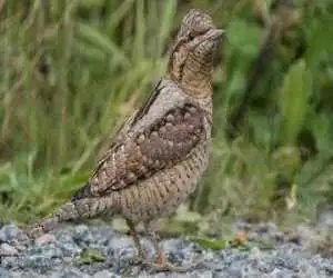 شناسایی و ثبت یک پرنده زیبا برای نخستین بار در بوشهر - عکس