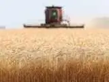 سیگنال جهانی برای ارزانی مواد غذایی