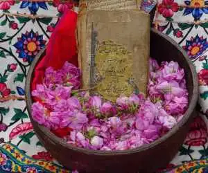 گلابگیری در مسیر بادهای سرد