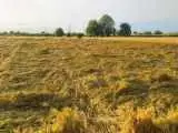 سفره ای که کشاورز مهاجر افغانستانی در ایران پهن کرده است!