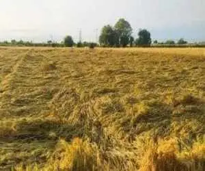 سفره ای که کشاورز مهاجر افغانستانی در ایران پهن کرده است!