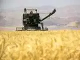 ریالی از وجه خرید تضمینی گندم پرداخت نشد