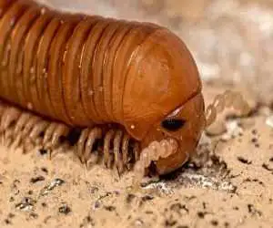 عکس؛ هزارپای غول پیکر که هم اندازۀ یک (خودرو) بود! ؛ فسیل 326 میلیون ساله  را ببینید