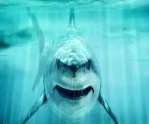 کوسه بزرگ الجثه؛ سلطان اقیانوس ها در عصر دایناسورها!