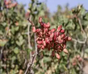 رشد 80 درصدی صادرات پسته ایران