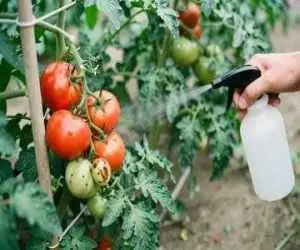 آیا آفت کش ها وارد بافت میوه و سبزی می شوند؟ -  سم زدایی با آب نمک، زردچوبه، سرکه و آبلیمو چقدر مؤثر است؟