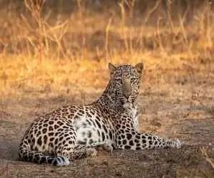 ویدیو  -  مشاهده دو قلاده پلنگ در منطقه حفاظت شده البرز جنوبی