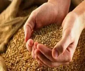 گندمکاران حتما بخوانند -  قیمت جدید درمورد قیمت احتمالی گندم -  قیمت گندم چقدر گران می شود؟