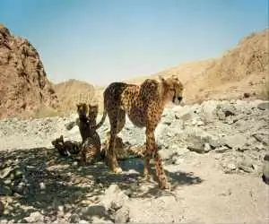 افسانه احیای یوزپلنگ آسیایی با دستان بسته  -  افزایش جمعیت یوز امیدوارکننده است؟