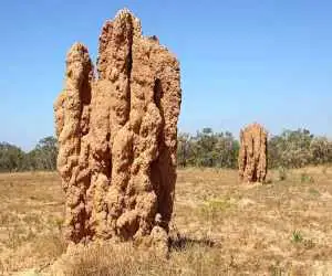 این حشرۀ کوچک شاهکارهای حیرت انگیز معماری می سازد!  -  عکس