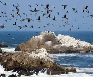 تمدنی بر پایۀ (مدفوع پرندگان دریایی)!