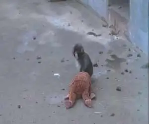 شهرت جهانی بچه میمون و مادر عروسکی اش!  -  ویدئو