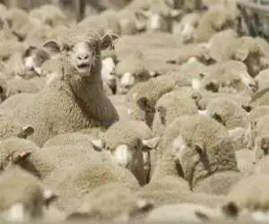 درخواست قطر از ایران؛ گوسفند ایرانی می خواهیم!