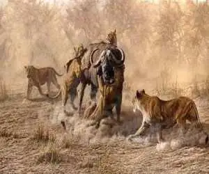 رویارویی نفس گیر شیرها و گاومیش های وحشی  -  ویدئو