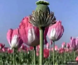 کشت شقایق الیفرا؛ جایگزینی برای تریاک یا تنها تکمیل درمان؟ -  صفاتیان: بیماران تحت درمان با شربت تریاک میلی به مصرف قرص بوپرنورفین ندارند