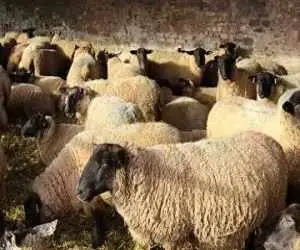 لیست قیمت دام زنده امروز 27 بهمن 1404  -  قیمت گوساله و گوسفند در تهران چند شد؟ + جدول