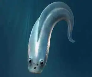 کشف تازه دانشمندان  -  اولین مهره داران زمین چهار چشم داشته اند