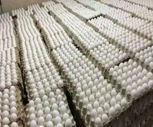 اعتراض روزنامه اصولگرا به ارزانی تخم مرغ -  قیمتش حتی از دان مرغ هم کمتر است
