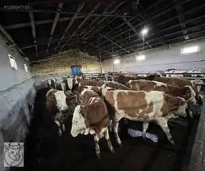 ویدیو  -  حمله گاوها به فروشنده لوازم خانگی