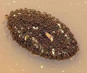 شناورهایی از جنس (مورچه) که هفته ها روی آب شناور می مانند  -  عکس