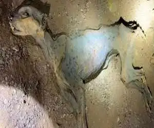 کشف مومیایی طبیعی یوزپلنگ در عربستان  -  عکس