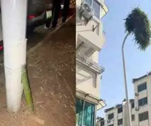 بامبوی شگفت انگیز شینچانگ: چگونه گیاه درون میله چراغ برق قد کشید؟ -  عکس