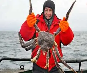 شاه خرچنگ قرمز؛ رکورددار دنیای خرچنگ ها  -  عکس