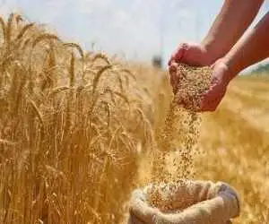 دولت به گندم یارانه می دهد؟