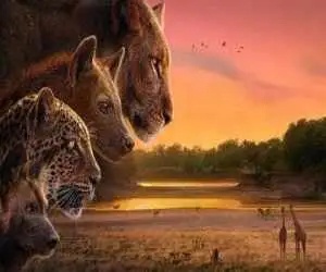 رقابت و تعامل شیرها، پلنگ ها، کفتارها و سگ ها -  مستند (قلمرو) در شبکه مستند