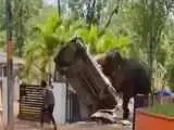 ویدیو  -  قتل یک مرد در پی حمله وحشیانه فیل؛ خودروها و بخشی از معبد تخریب شدند!