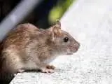 شیوع وحشت در دریا؛ هانتاویروس در کشتی جان مسافران را گرفت -  سرنوشت کرونا تکرار می شود؟