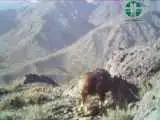 ویدیو  -  غذا خوردن عقاب در ارتفاعات زیبای منطقه جبالبارز در کرمان