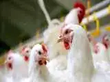 افزایش چند برابری قیمت، مصرف مرغ را نصف کرد -  چرا مرغ تا این حد گران شد؟