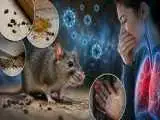 راه های پیشگیری از (هانتاویروس) -  مدت زمان انتقال ویروس تا بروز بیماری چقدر است؟