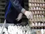 قیمت جدید تخم مرغ اعلام شد -  اصغری: تخم مرغ با این اقدام ارزان شد