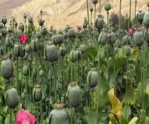 پیامک قوه قضاییه درمورد کشت خشخاش