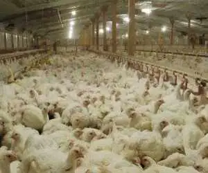 خبر مهم درمورد بازار مرغ -  2 هفته دیگه منتظر این تغییر قیمتی باشید!