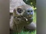 میوه خوردن جالب پیرترین موجود زنده جهان! + ویدئو  -  چهره دوست داشتنی جاناتان 194 ساله را ببینید