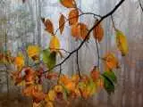 آخرین برگ زمین چه زمانی خواهد افتاد؟  -  محاسبه ای تازه از پایان حیات گیاهی در کره خاکی