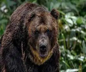 21 ماه حبس برای شکارچیان خرس سبلان