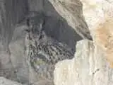 ویدیو  -  تصویری جالب از بزرگ ترین جغد ایرانی در قاب دوربین محیط بانان آبیک