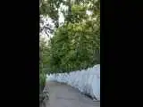 صحنه جالب از برپایی هزاران چادر در یک پارک تهران برای عزاداران رهبر شهید  -  ویدئو