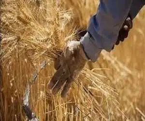 گندمکاران حتما بخوانند -  خبر فوری وزیر جهادکشاورزی درمورد پرداخت مطالبات گندمکاران