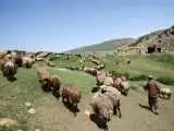 کلید ارزانی گوشت  -  سالانه چقدر نهاده دامی وارد کشور می شود؟