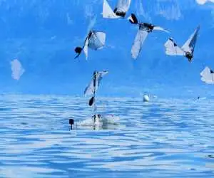 از شنا در اعماق آب تا پرواز در آسمان  -  دانشمندان از اولین روبات دوزیست رونمایی کردند+ ویدیو