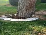 راز سنگ  قبری که دور یک درخت ساخته شد  -  چرا این آرامگاه جابه جا نشد؟  + ویدیو
