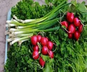 راز تازه ماندن سبزی خوردن تا 2 هفته؛ این روش ساده جلوی پلاسیده شدن آن را می گیرد