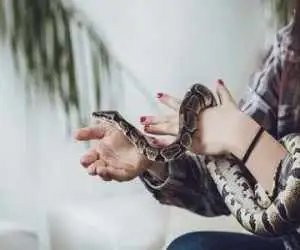 افزایش موارد نگهداری از مار به عنوان حیوان خانگی -  وزارت بهداشت چه می گوید؟
