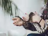 افزایش موارد نگهداری از مار به عنوان حیوان خانگی -  وزارت بهداشت چه می گوید؟